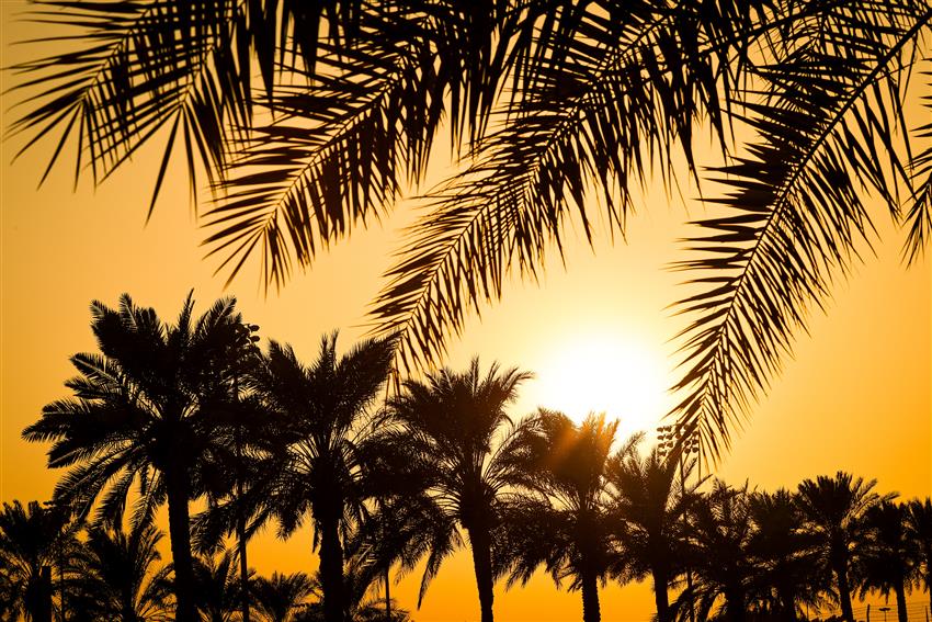 sunset palm trees